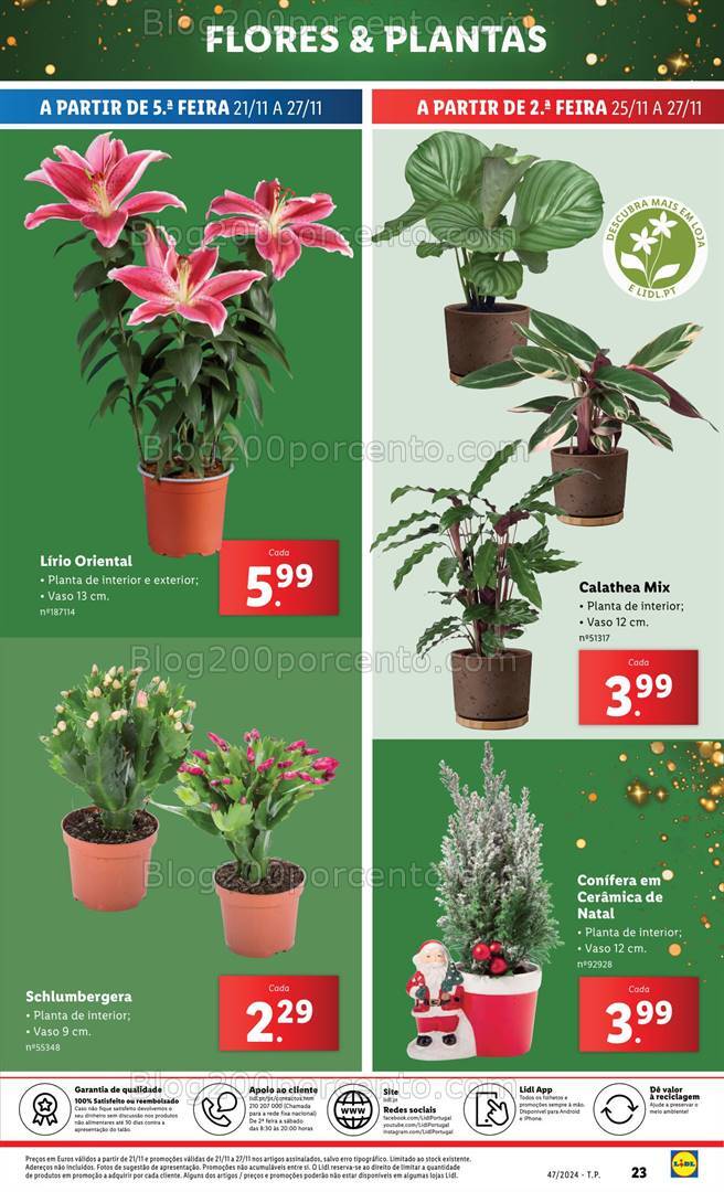 Antevisão Folheto LIDL Mercado de Plantas Promoções de 21 a 27 novembro