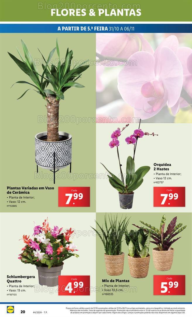 Antevisão Folheto LIDL Mercado de Plantas Promoções de 31 outubro a 6 novembro
