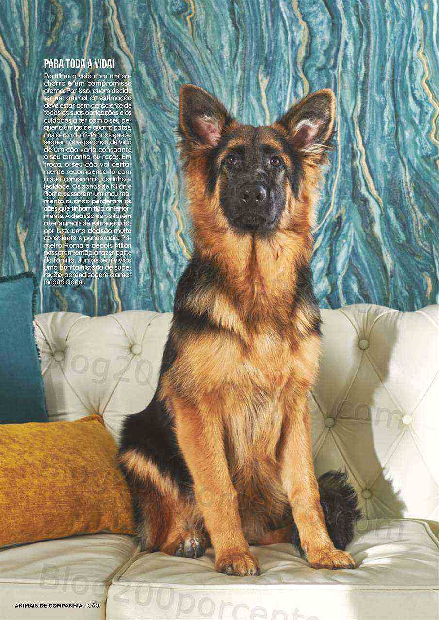 Antevisão Folheto EL CORTE INGLÉS Especial Pets Promoções de 6 a 20 janeiro