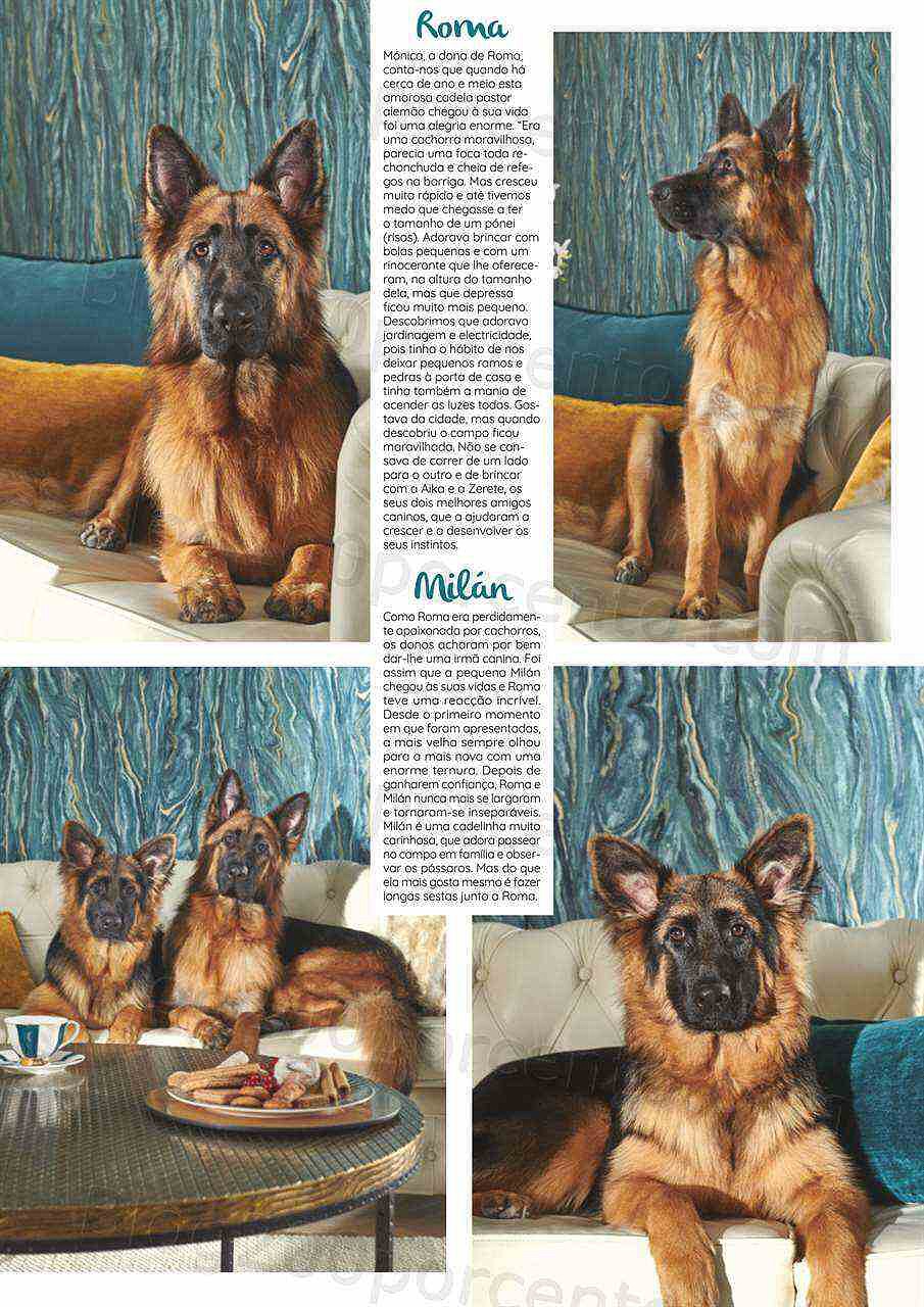 Antevisão Folheto EL CORTE INGLÉS Especial Pets Promoções de 6 a 20 janeiro